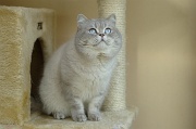 BRITISH SHORTHAIR 017